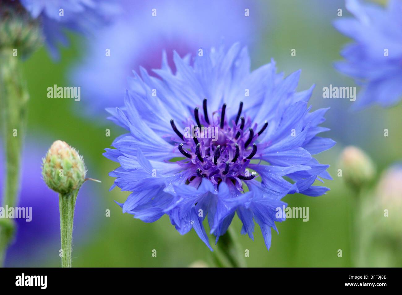 Bleuet. Bleuets Banque D'Images