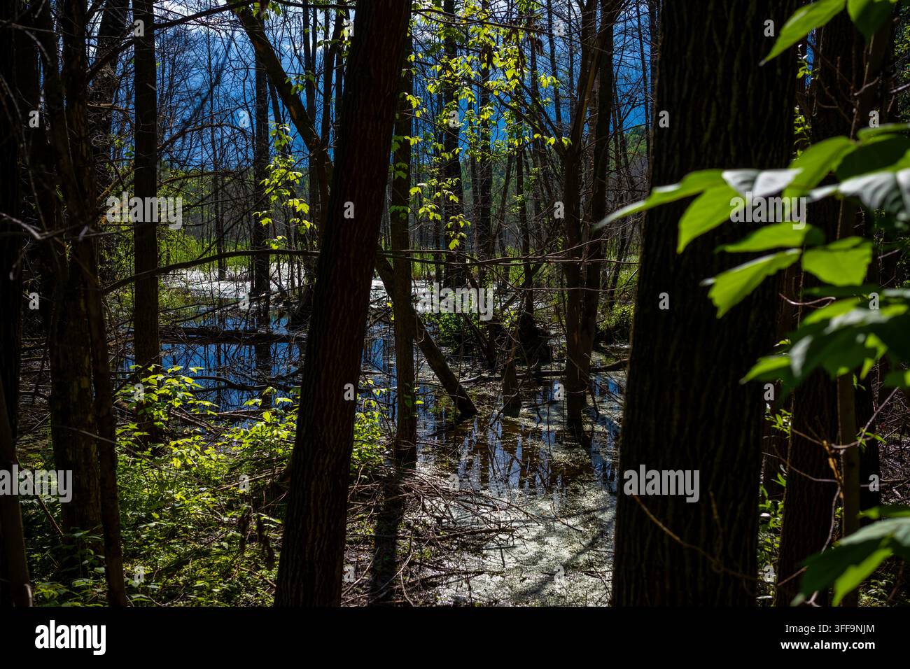 Forêt marécageuse inondée avec de l'eau entre les arbres, biodiversité, adaptation au climat et conservation des habitats naturels. Banque D'Images