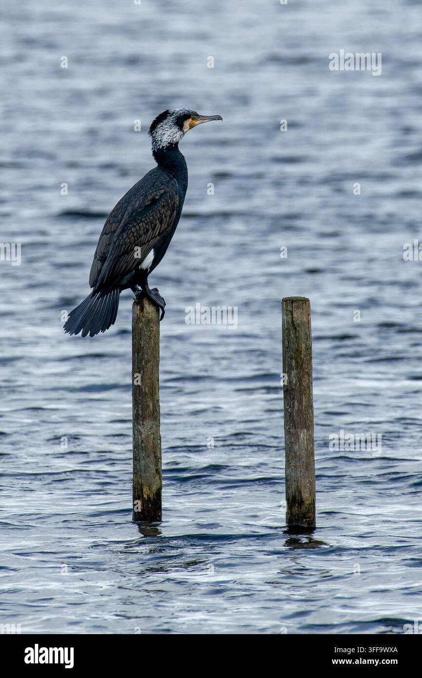 Un Cormoran, Leighton Moss, Silverdale, Lancashire, Royaume-Uni Banque D'Images