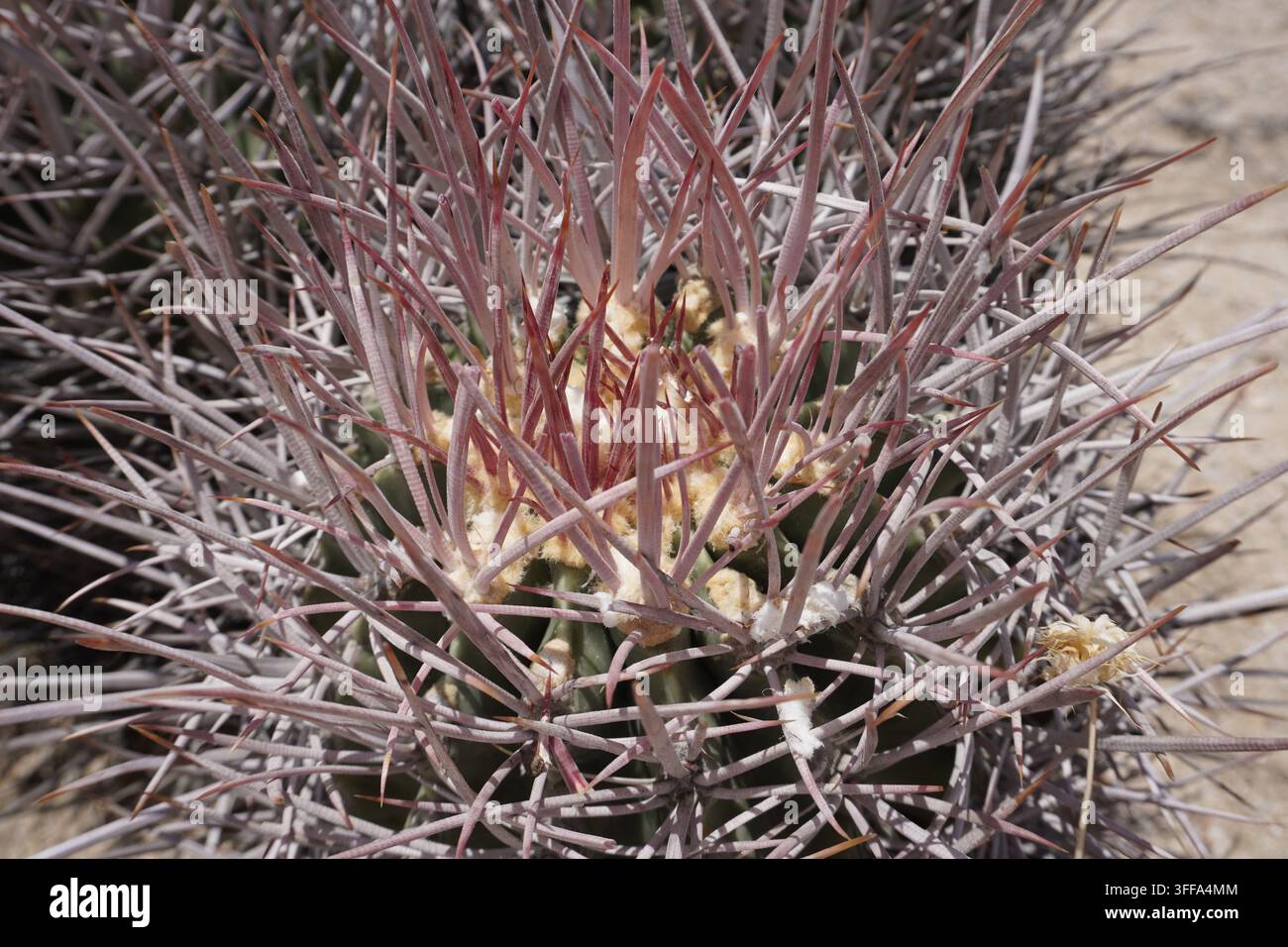 Gros plan sous un angle ascendant d'un Ferocactus cylindraceus (cactus baril de Californie) en fleur dans le désert du parc national de Joshua Tree, en Californie Banque D'Images