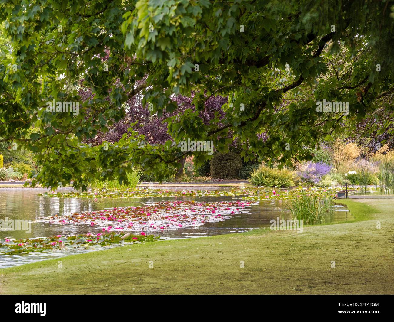 Nympéas sur le lac des jardins de Burnby Hall, Pocklington, East Yorkshire, avec des arbres reflétés dans l'eau. Banque D'Images
