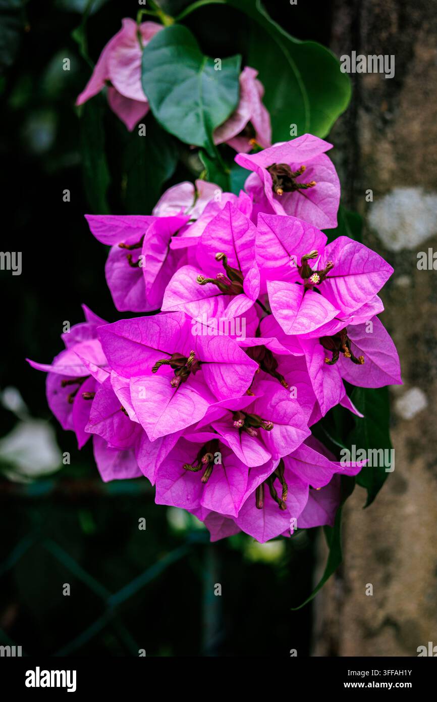 Un gros plan mettant en valeur un bouquet de bougainvillées roses éclatantes. Les fleurs sont en pleine floraison, exposant leur structure complexe de pétales Banque D'Images