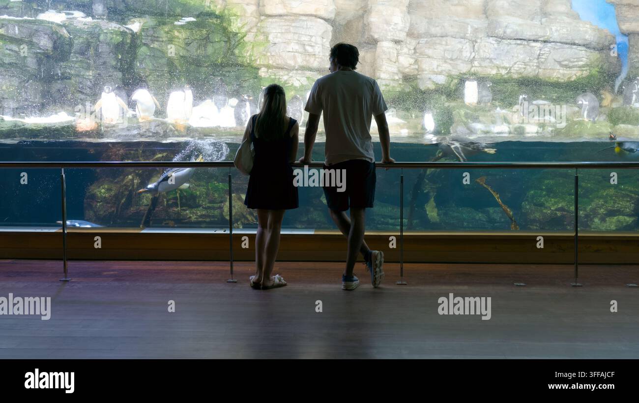 Un homme et une femme se tiennent, en silhouette devant une grande exposition immersive de pingouins dans un aquarium, regardant les pingouins nager et interagir. Cette image met en lumière Banque D'Images