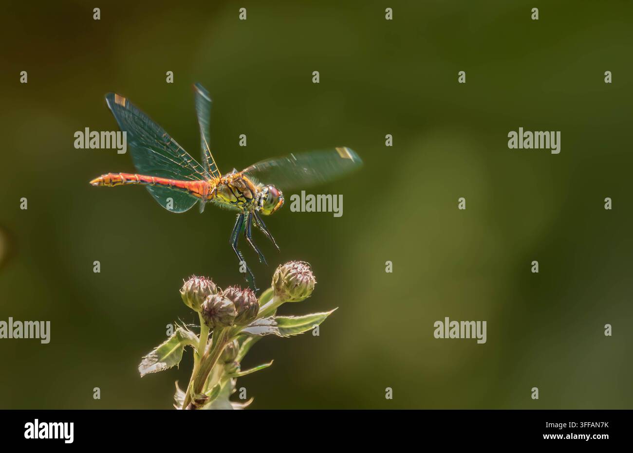 Libellule en vol planant au-dessus d'une plante fleurie Banque D'Images