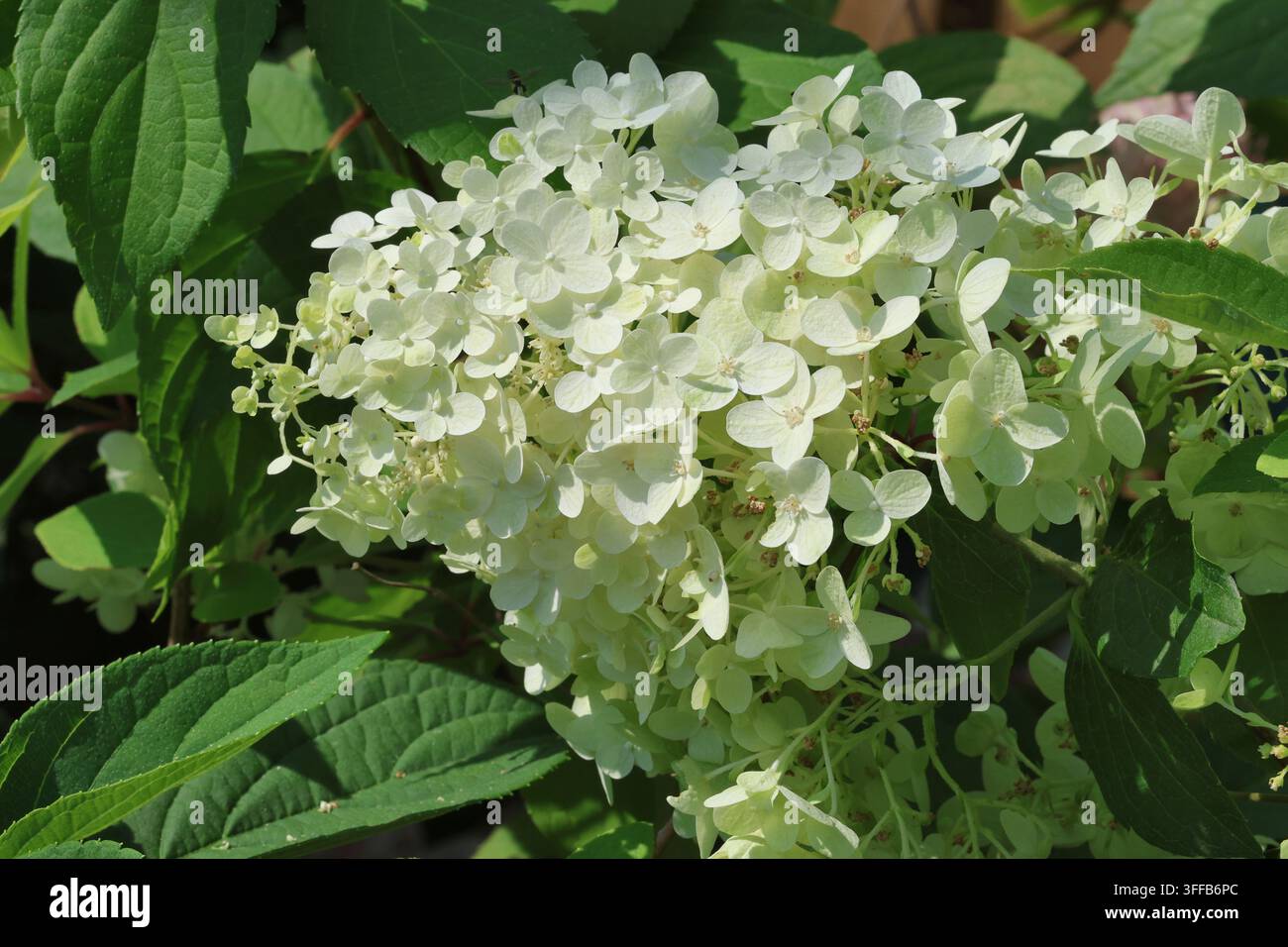 Hydrangea paniculata 'Silver Dollar'. Tête de fleur d'hydrangea conique et dense de couleur blanche en été. Banque D'Images