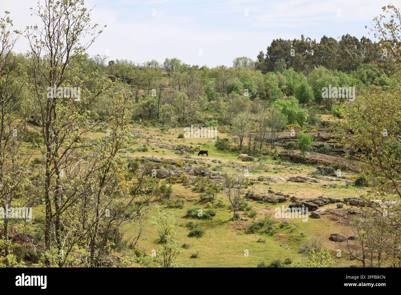 Paysage verdoyant de la montagne de Sierra de Francia dans la province de Salamanque, Castille et León, Espagne Banque D'Images