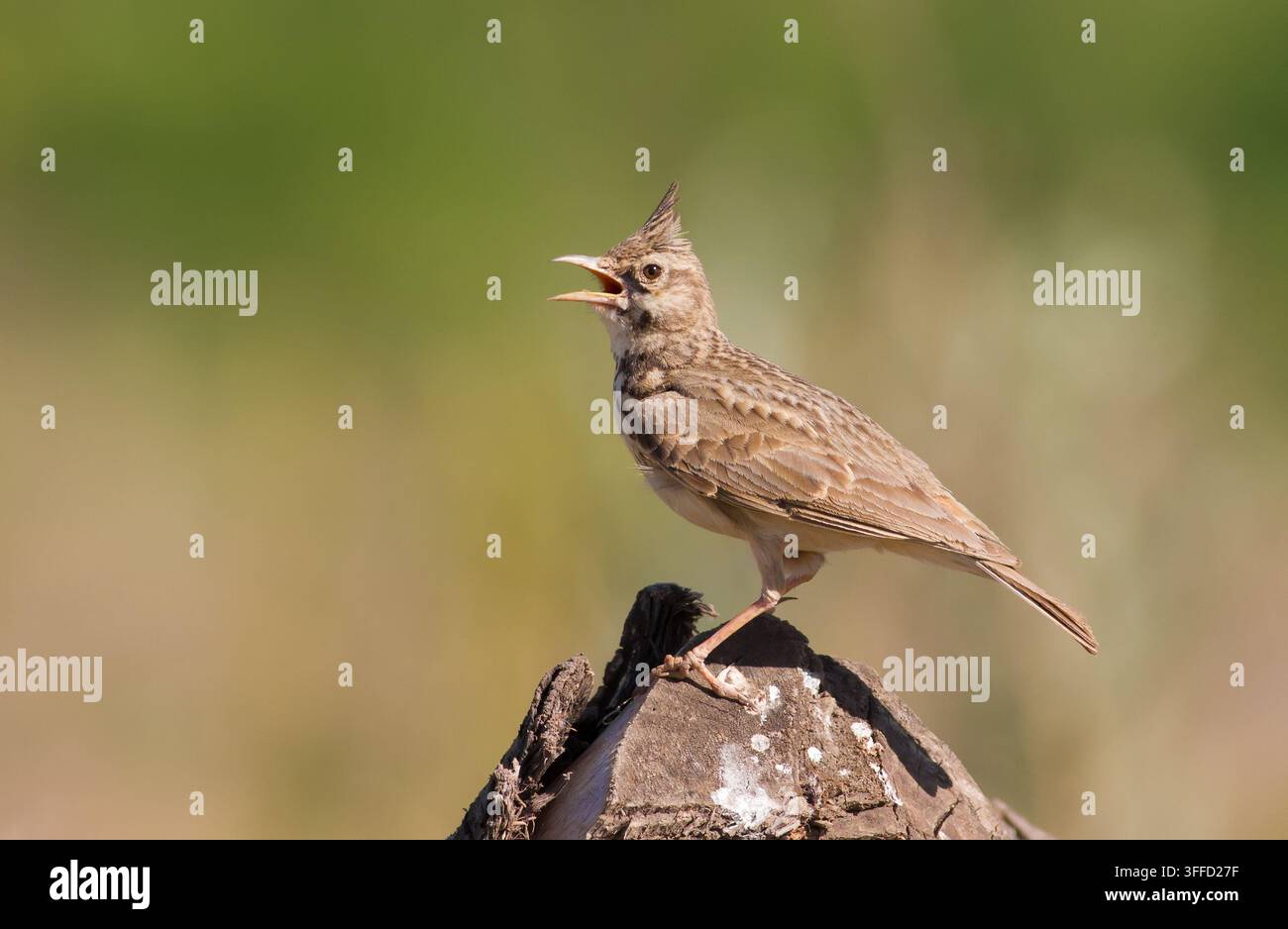 Alouette huppée, Galerida cristata. Un oiseau est posé sur une vieille souche et chante. Banque D'Images