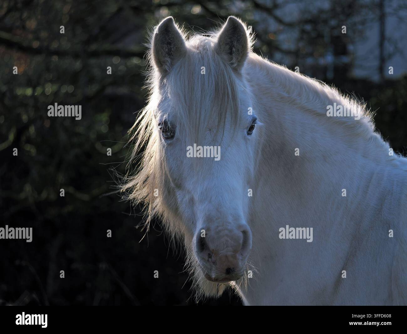 Portrait en contre-jour rapproché de la tête et des épaules d'un cheval blanc regardant vers l'objectif avec une lueur dorée sur la crinière fluide contre un fond sombre, Angleterre UK Banque D'Images