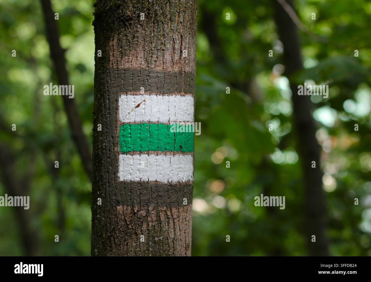 Panneau indicateur vert peint sur le tronc d'un arbre dans la forêt Banque D'Images