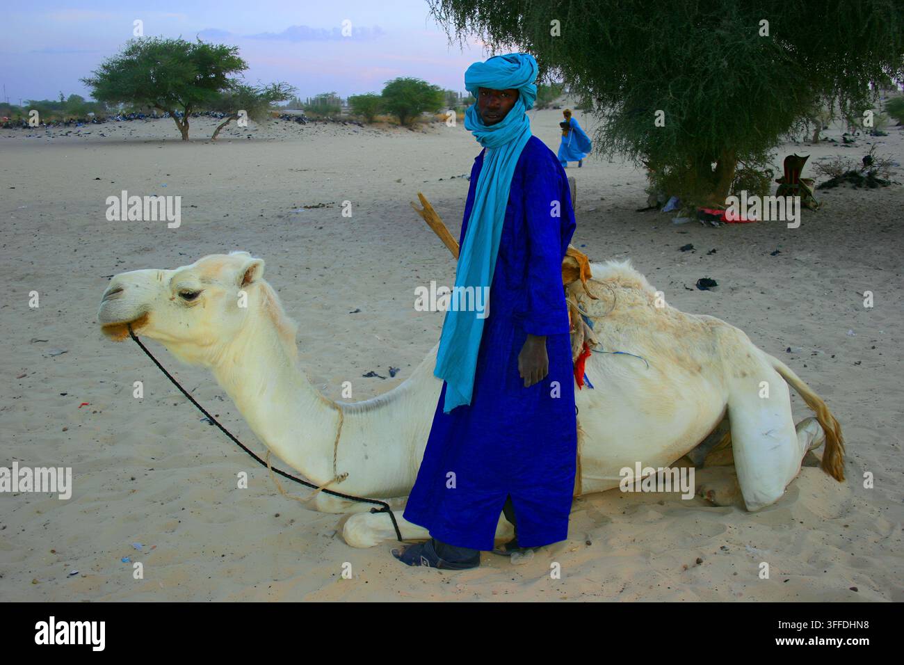 Homme touareg vêtu de bleu avec un chameau sur un sol sablonneux à Tombouctou, Mali, en Afrique de l'Ouest. Banque D'Images