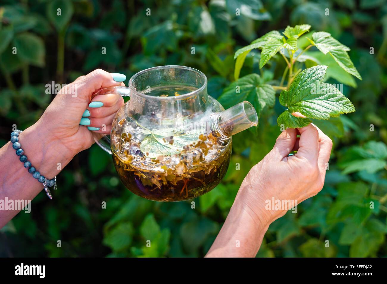 Femme ajoutant une feuille de framboise fraîche à un thé à base de plantes dans une théière en verre. La préparation d'une infusion maison représente l'utilisation de plantes de jardin pour les herbes traditionnelles Banque D'Images