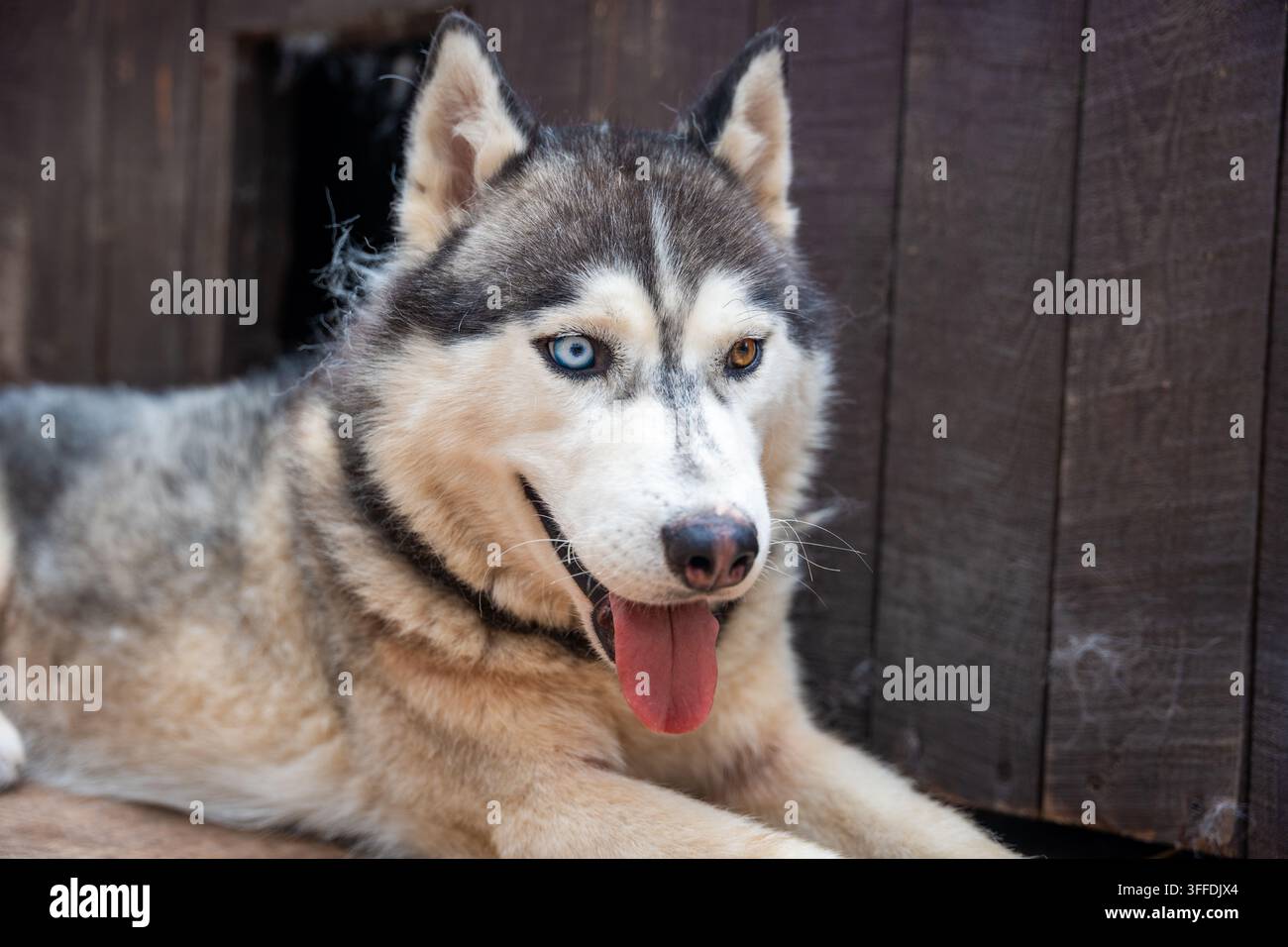 Chien Husky sibérien aux yeux bleus et bruns regardant l'appareil photo. L'hétérochromie crée une apparence distinctive dans le portrait de chien nordique pur-sang Banque D'Images