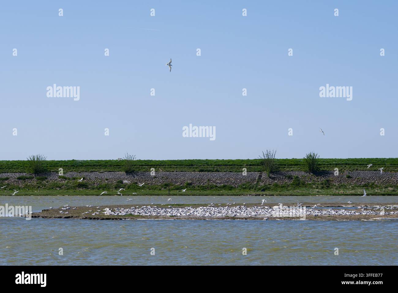 Mouettes sable (sterna sandivicensis) sur l'île de Texel au nord des Pays-Bas. L'une des rares populations reproductrices réussies. Banque D'Images