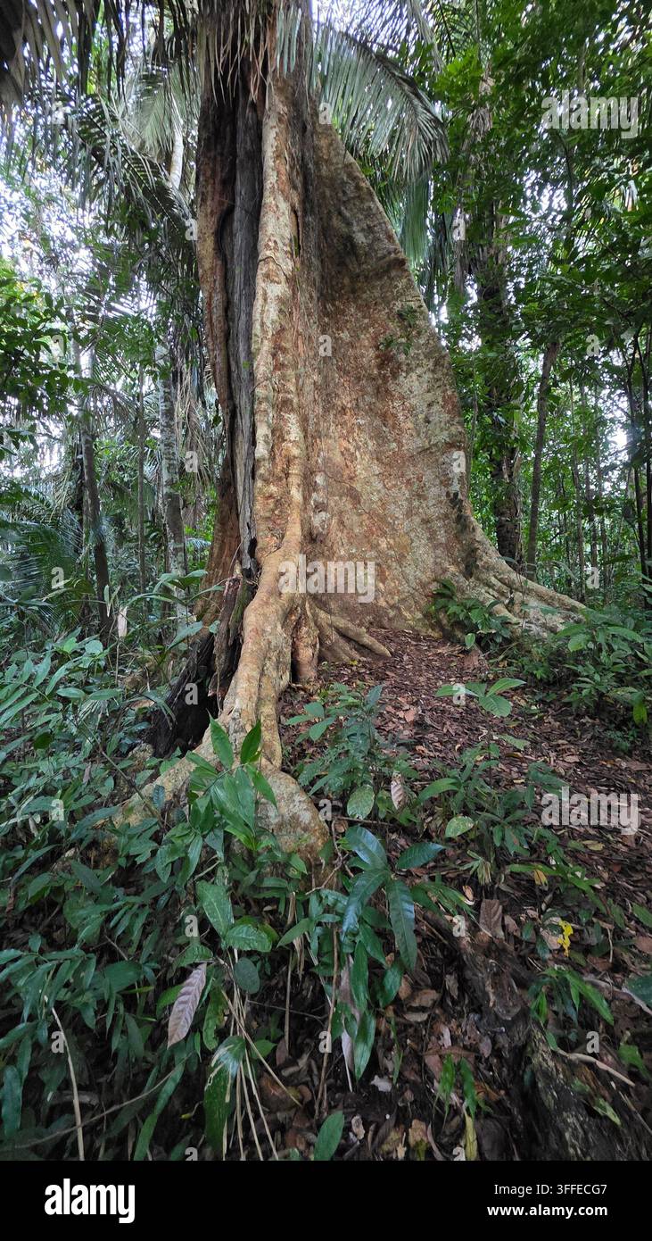 Arbre énorme en Amazonie - Image de stock capturée avec un smartphone