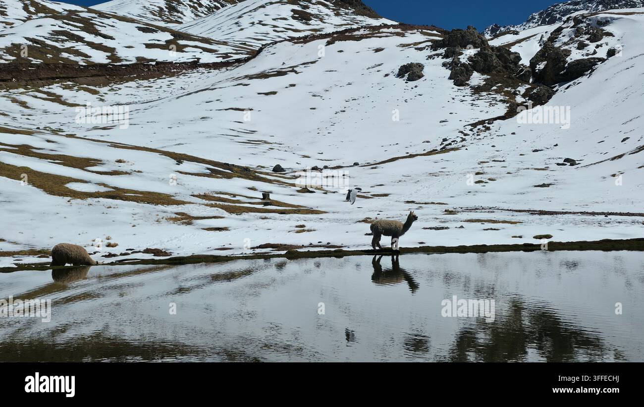 Alpacas et lamas profitant de la neige - Image de stock capturée avec un smartphone