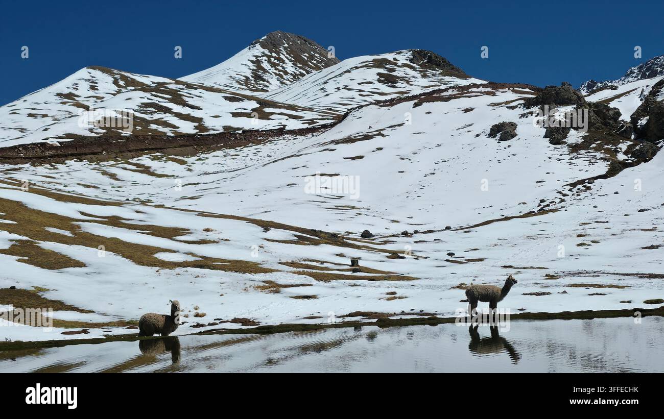 Alpacas et lamas profitant de la neige - Image de stock capturée avec un smartphone