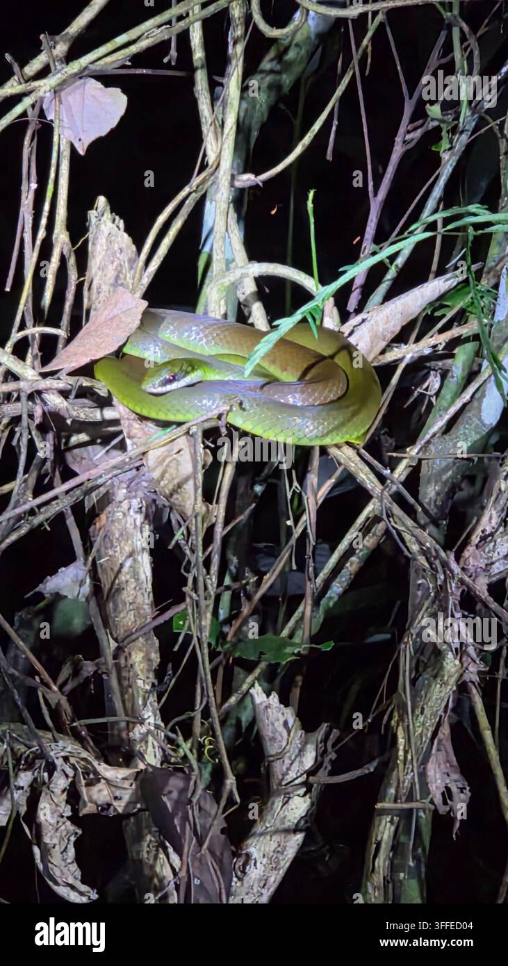 Serpent sur un arbre en Amazonie - Image de stock capturée avec un smartphone