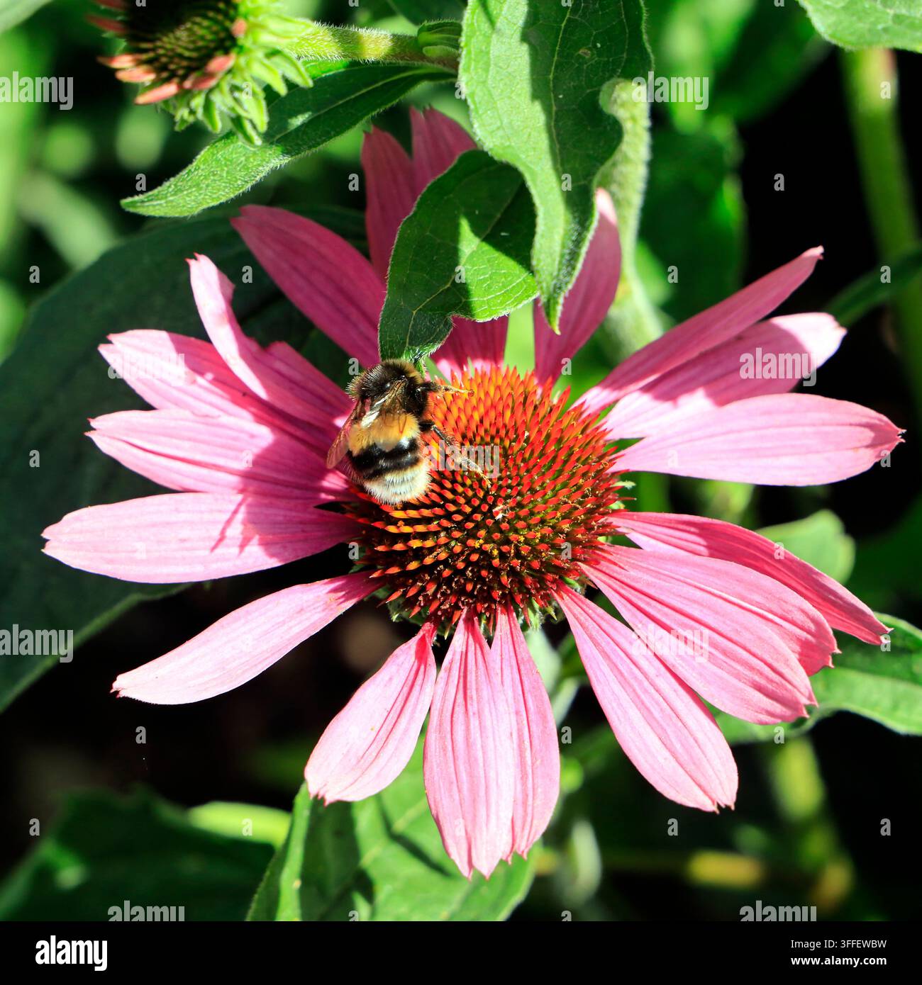 Bourdon à queue blanche (Bombus terrestris) sur une fleur d’échinacée pourpre Banque D'Images
