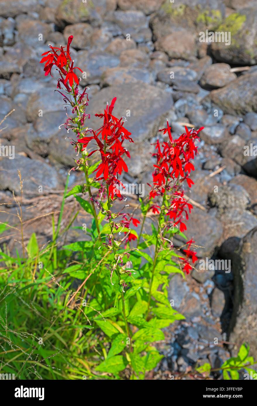 La fleur cardinale en fleurs sur une rive rocheuse dans le parc provincial de Grundy Lake en Ontario Banque D'Images
