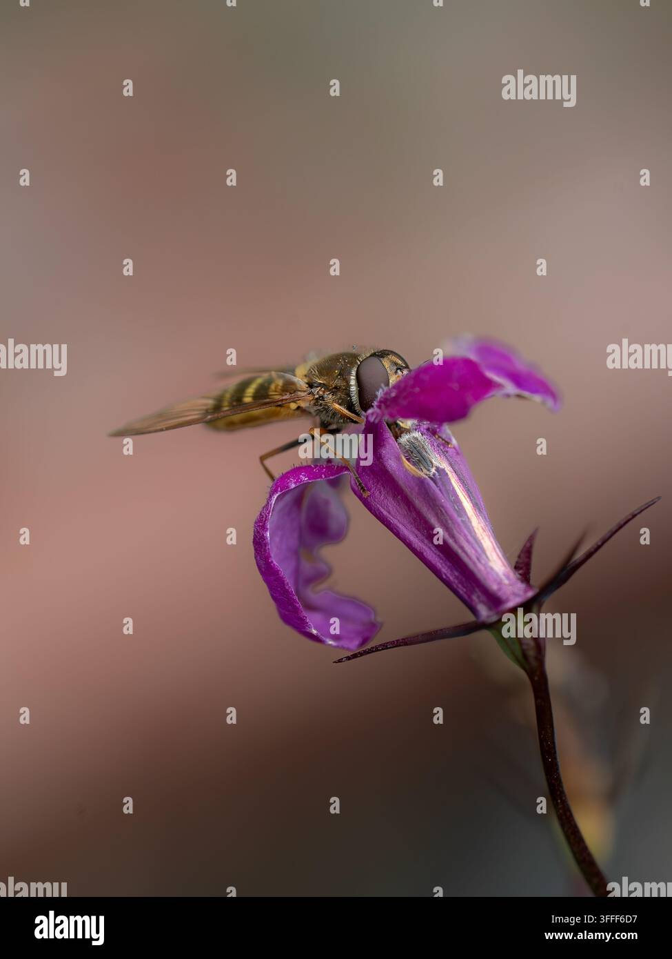 Vue d'une mouche volantine posée sur une fleur violette vibrante dans un gros plan à Hilo, Hawaï, États-Unis Banque D'Images