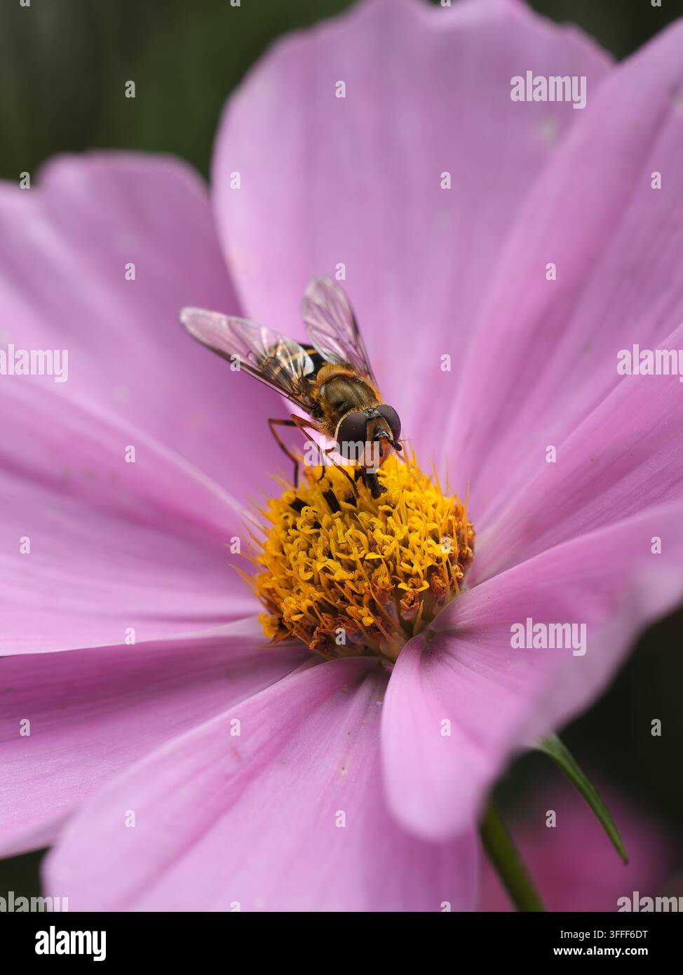 Vue d'une mouche volante posée sur le centre jaune d'une fleur de cosmos rose vif à Hilo, Hawaï, États-Unis. Banque D'Images