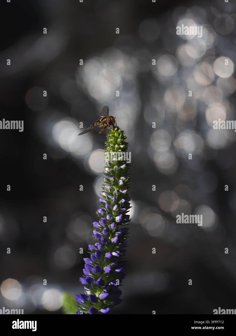 Vue d’une mouche volante posée sur une pointe de fleur violette avec un fond flou doux à Hilo, Hawaï, États-Unis. Banque D'Images