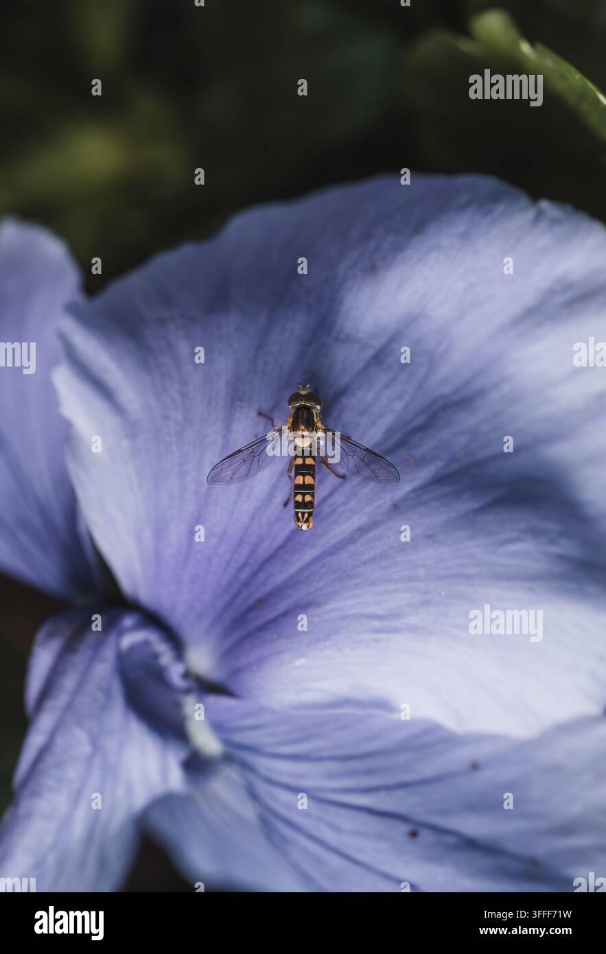 Vue d'une mouche volante reposant sur un pétale de fleur violet délicat à Hilo, Hawaï, États-Unis. Banque D'Images