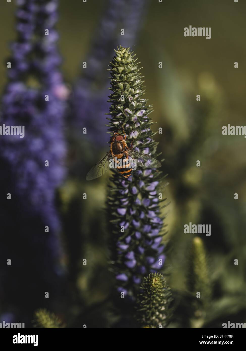 Vue d'une mouche volantine reposant sur une épis de fleur violette dans un cadre de jardin à Hilo, Hawaï, États-Unis. Banque D'Images