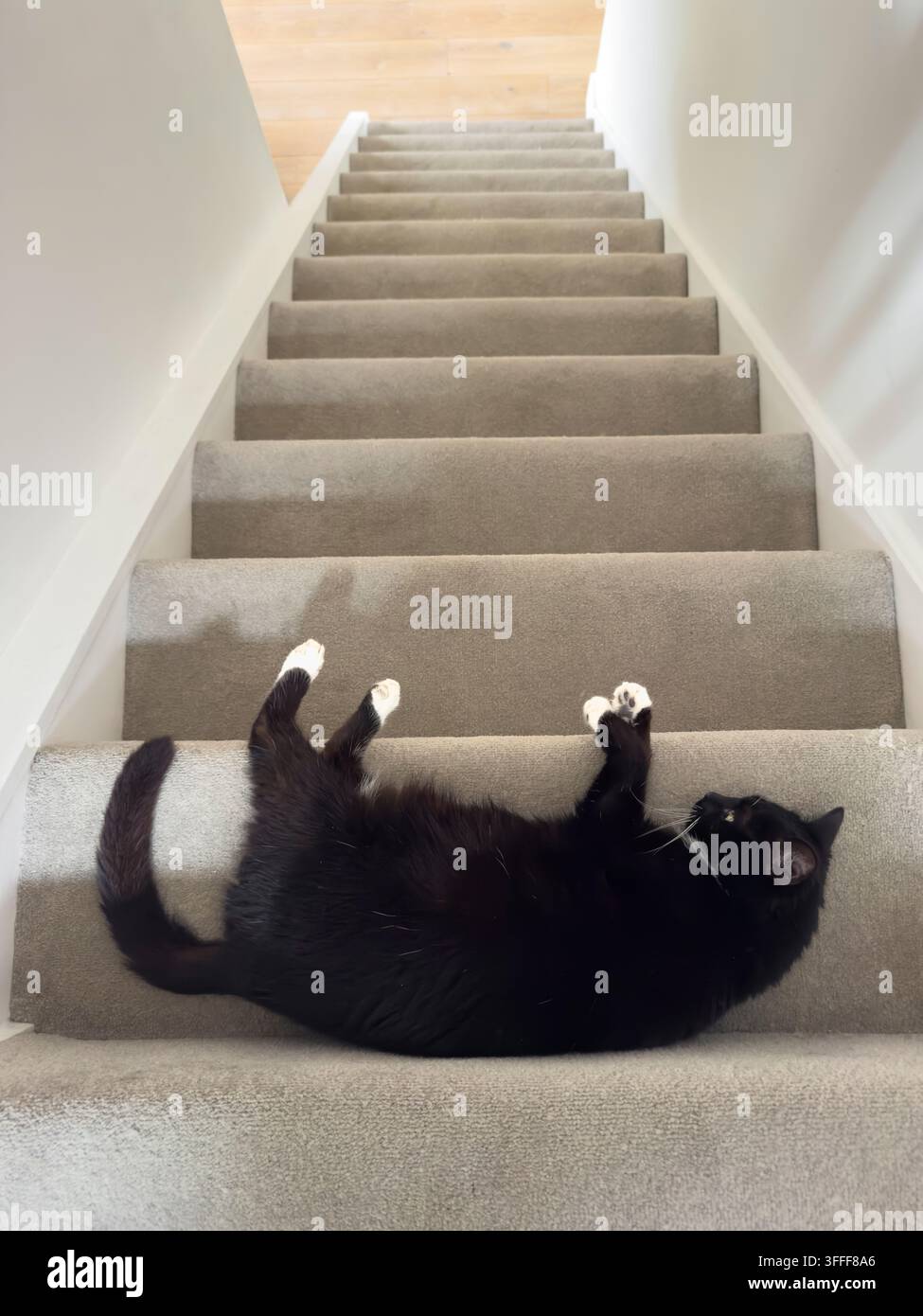 Chat domestique noir et blanc étendu sur des marches tapissées dans une maison de York, en Angleterre. Banque D'Images