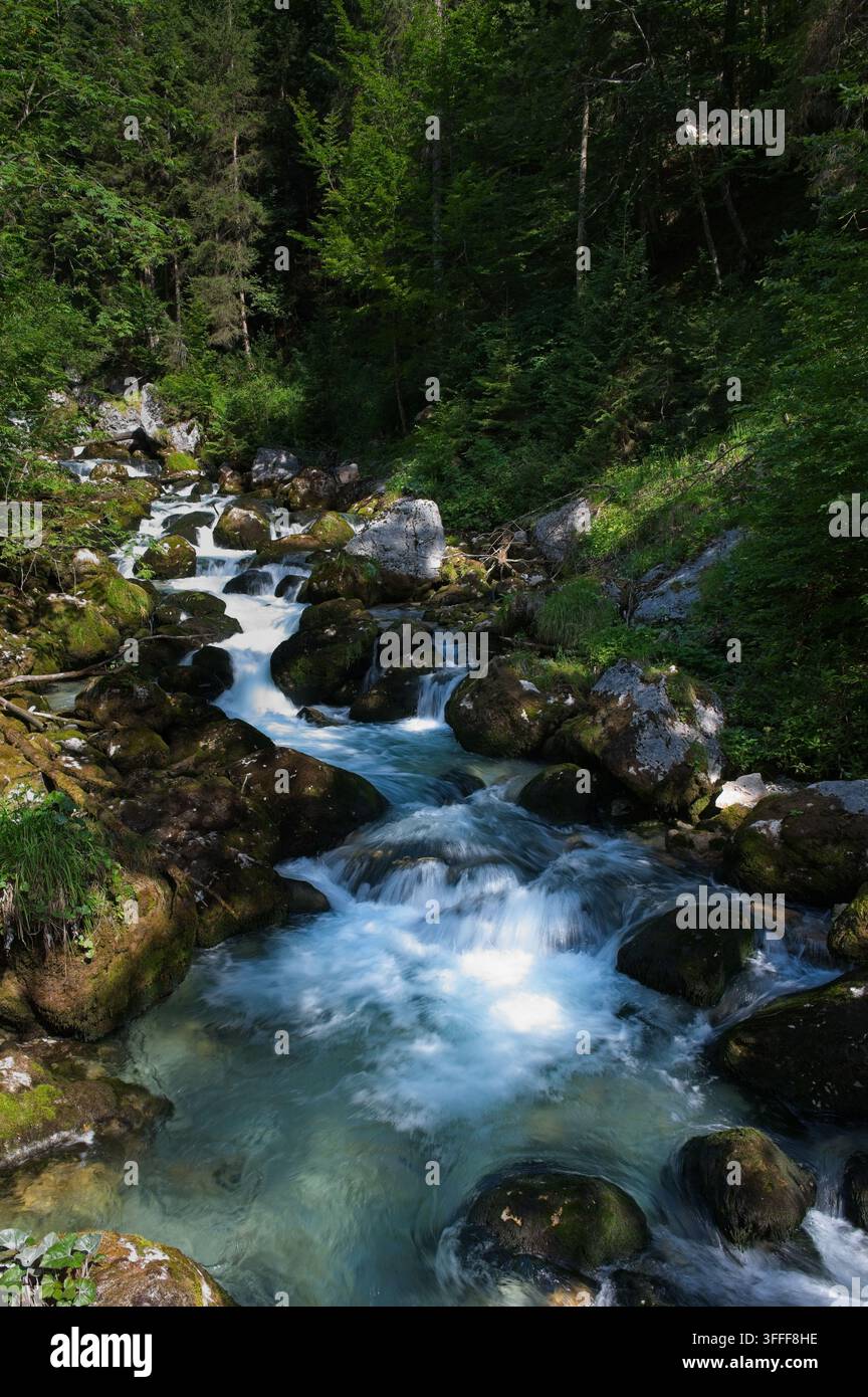 Ruisseau de montagne turquoise clair traversant des rochers couverts de mousse dans la forêt luxuriante de Waldbachstrub, Haute-Autriche. Banque D'Images