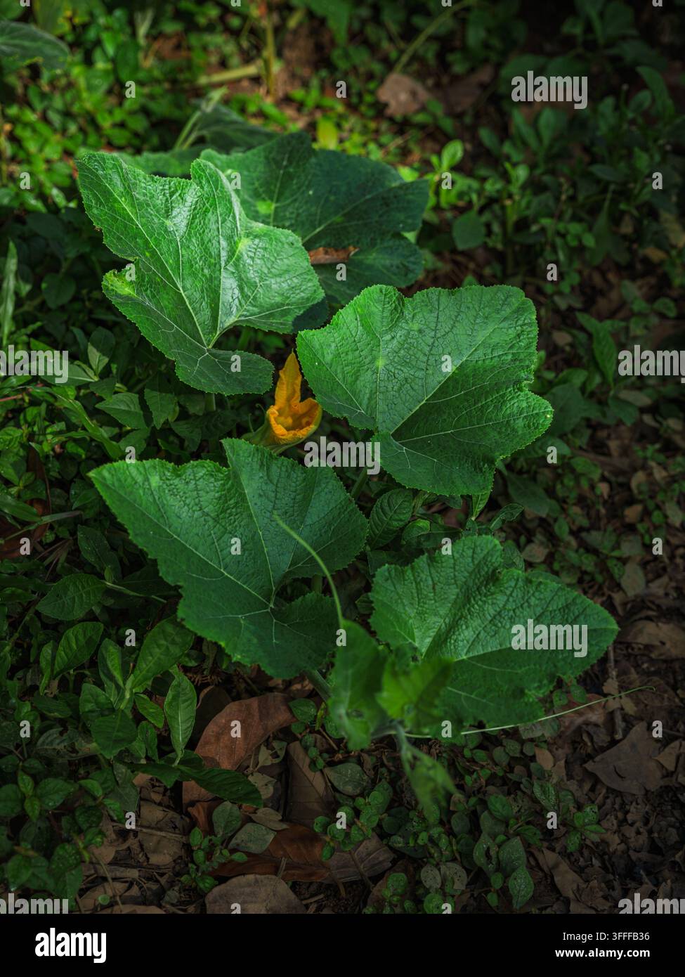 Fleur jaune épanouie au milieu du feuillage vert et large d'une vigne de citrouille (Cucurbita moschata) au Kerala. Banque D'Images