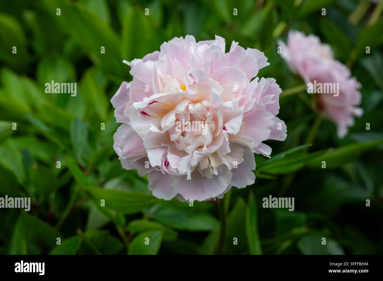 Paeonia lactiflora ‘Princess Juliana’, une pivoine rose double historique introduite par Krelage en 1910, avec une grande fleur densément stratifiée. Banque D'Images