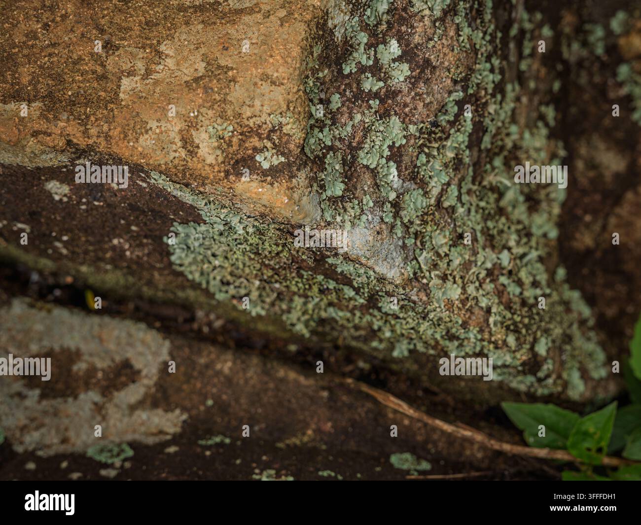 Lichen bouclier vert pâle (Parmelia sulcata) poussant sur la surface rugueuse d'une roche naturelle dans les Ghats occidentaux. Banque D'Images