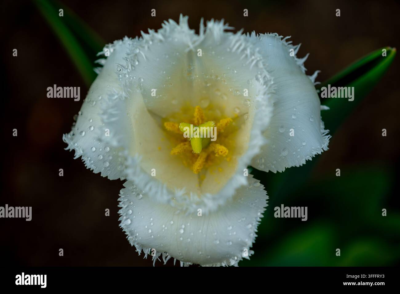 Beauté fragile – Tulipe blanche Un superbe cliché en gros plan d'une tulipe blanche immaculée, abondamment parsemée de gouttelettes d'eau, créant une texture Banque D'Images