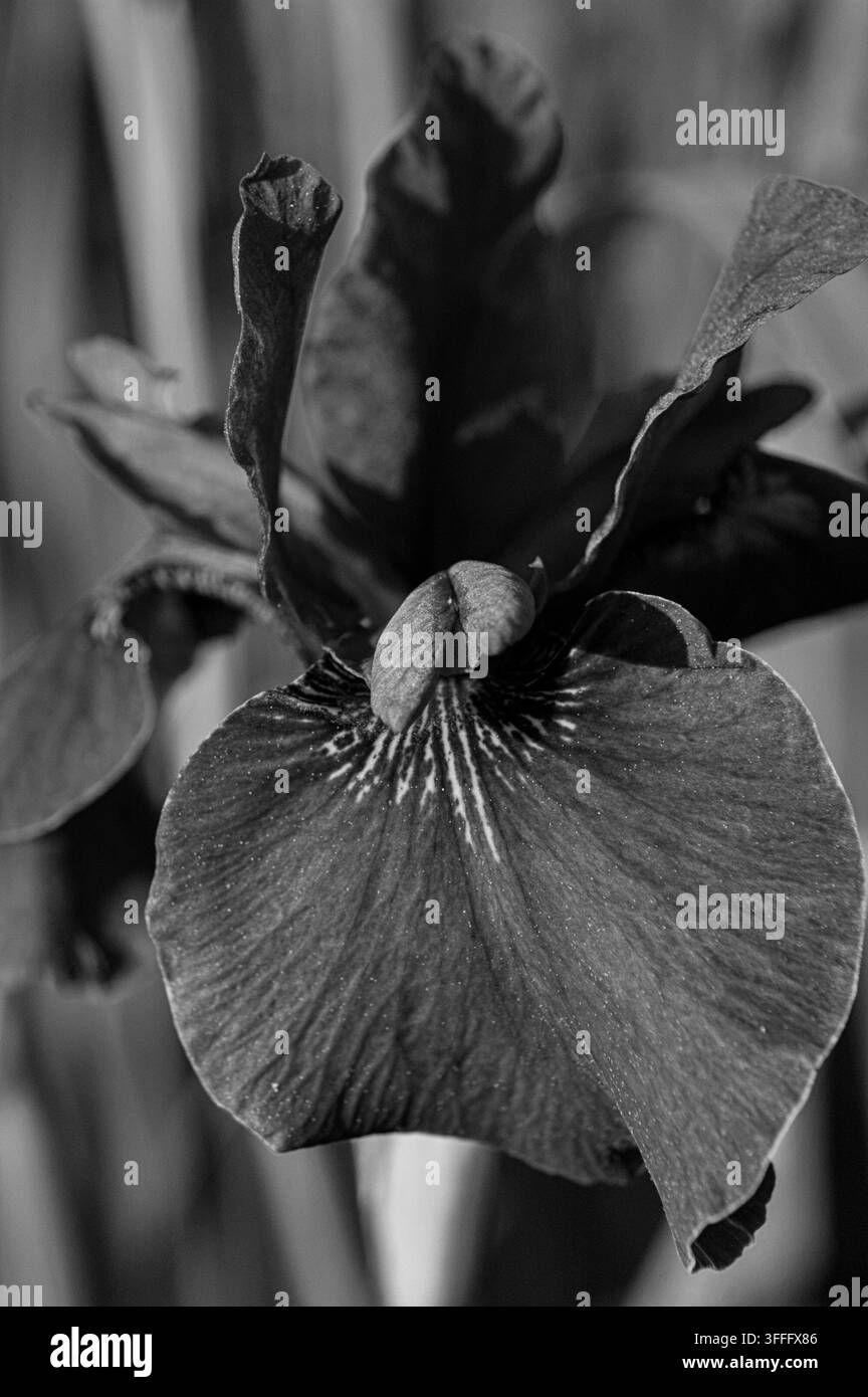 Élégante Iris – Beauté monochrome  Un striking close-up en noir et blanc d'une fleur d'iris, mettant en valeur sa structure intrigante de pétales et sa délicatesse Banque D'Images