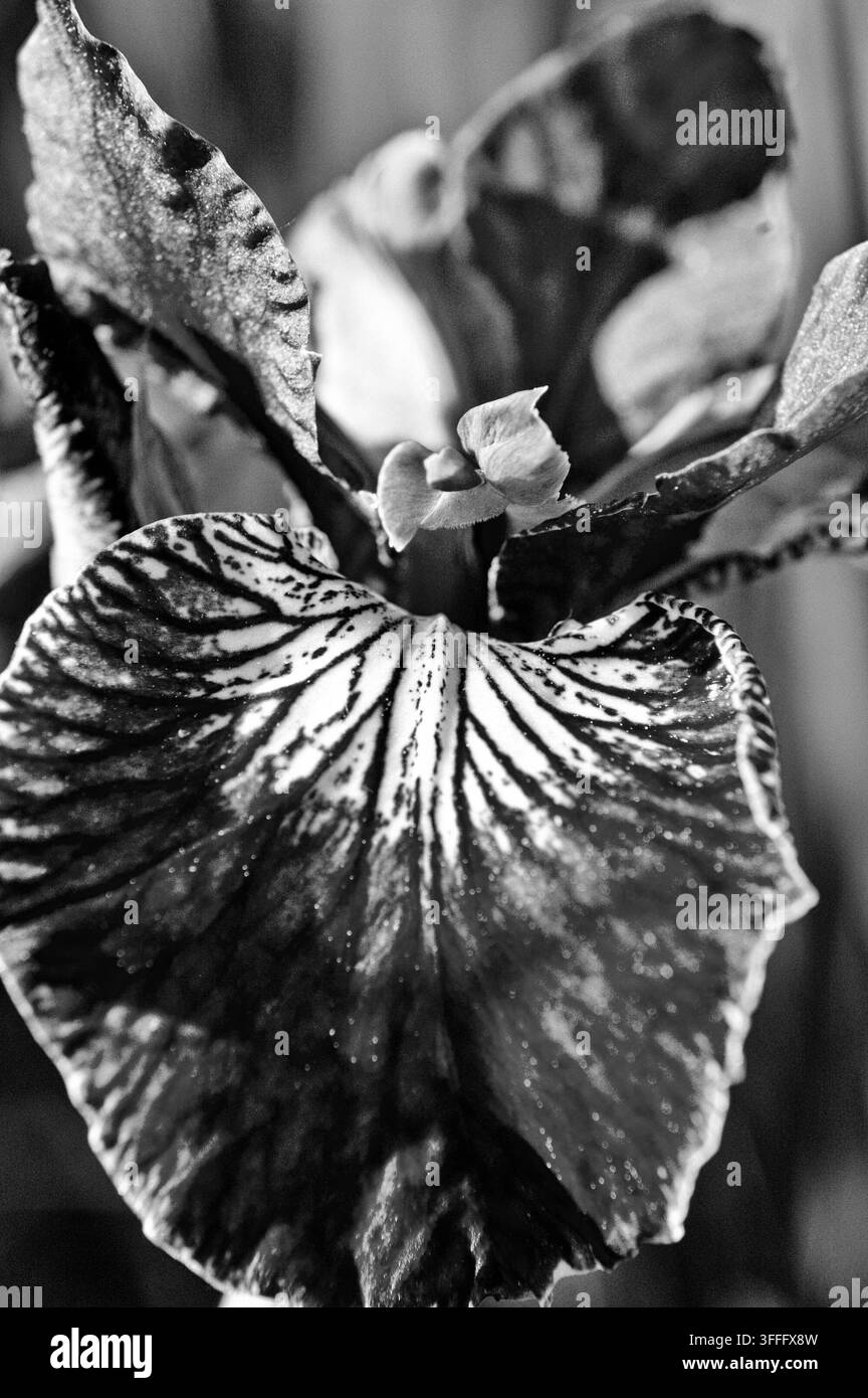 Iris - Beauté en Monochrome  Un striking cliché en noir et blanc d'une fleur d'iris, mettant en valeur sa structure complexe de pétales et sa délicatesse Banque D'Images