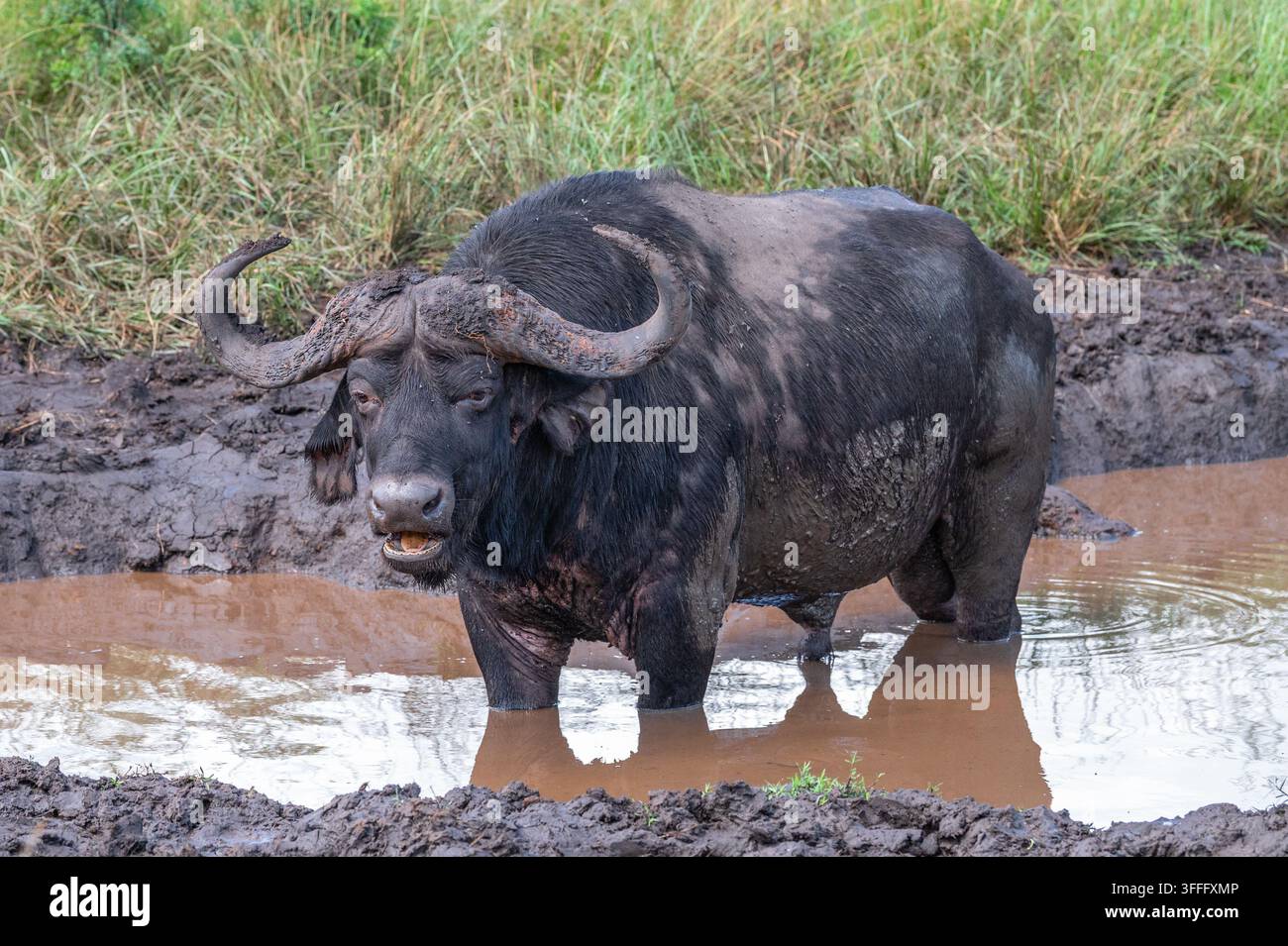Buffle du Cap debout dans l'eau au parc Hluhluwe-Imfolozi, Afrique du Sud Banque D'Images