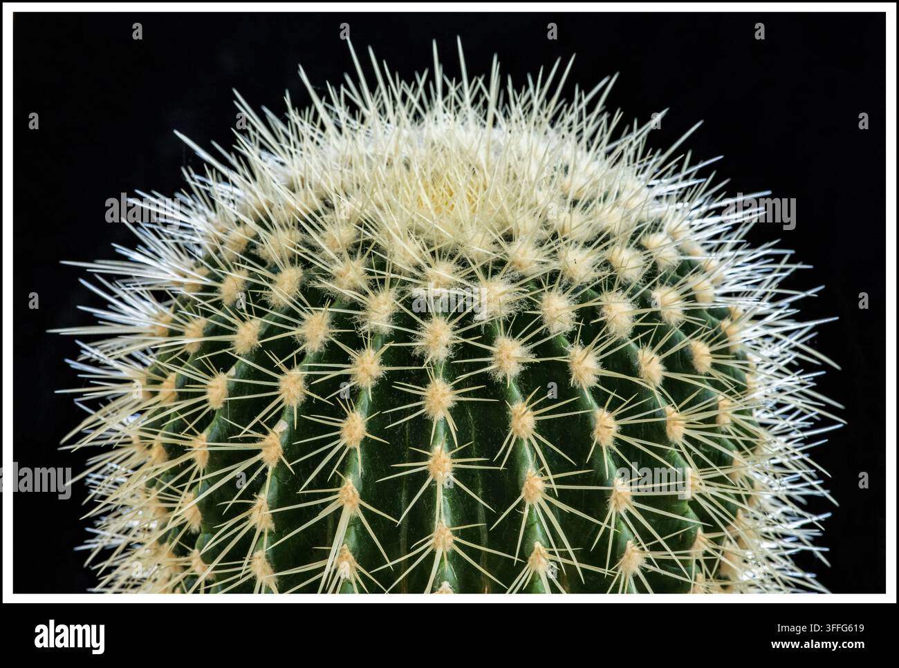Succulente arrondie et en forme de globe qui est un cactus à baril doré (Echinocactus grusonii), reconnaissable par ses côtes vert vif et ses épines blanc jaunâtre. Banque D'Images