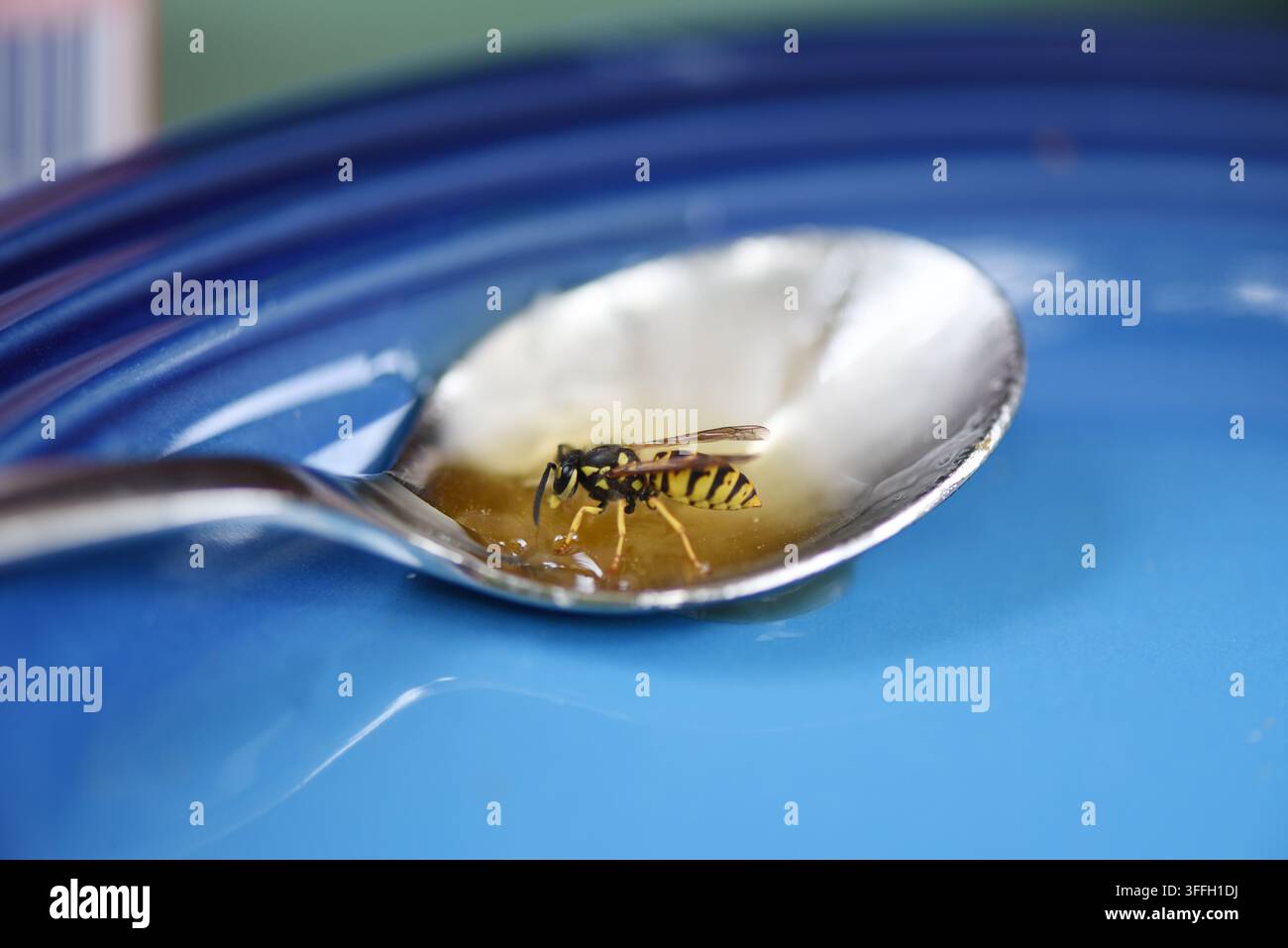 Une guêpe est assise sur une cuillère à thé et boit du miel, qui reste sur la cuillère. La cuillère est posée sur une assiette bleue en plein jour. Banque D'Images