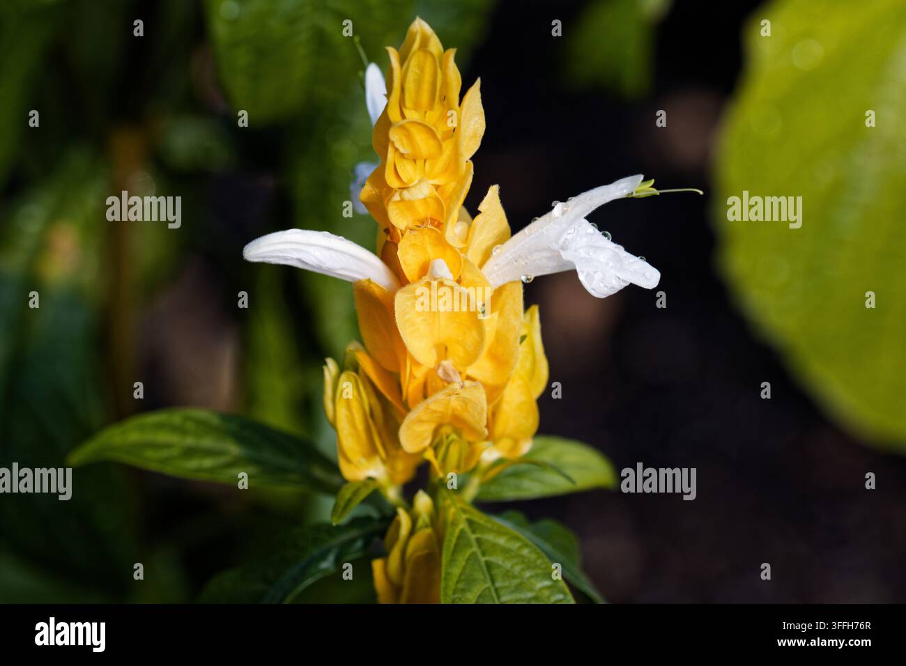 Pachystachys lutea, connue sous le nom de plante des crevettes dorées ou plante sucette, est un arbuste tropical à tiges souples et à feuillage persistant. Banque D'Images