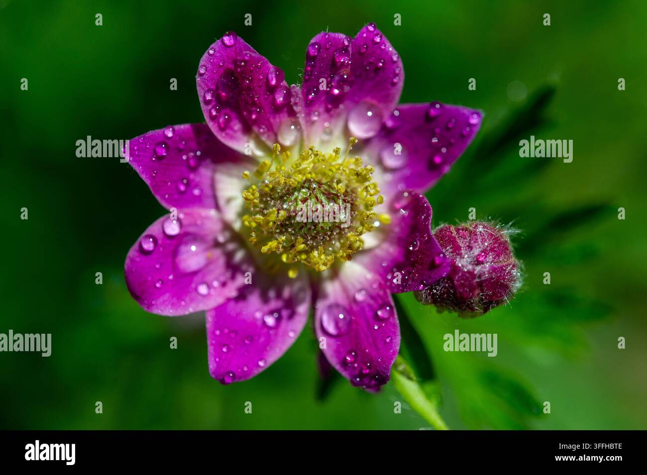 Fleur pourpre baignée de rosée  Une photographie en gros plan met en valeur une fleur pourpre vibrante ornée de gouttelettes d'eau scintillantes. La fleur présente un centre Banque D'Images
