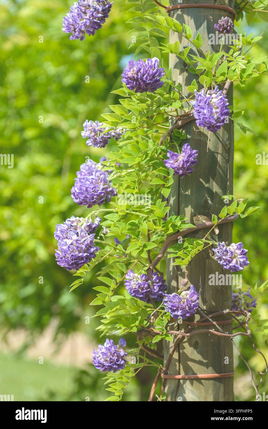 Glycine (Wisteria frutescens américain 'Longwood Purple', Wisteria frutescens Longwood violet), la floraison, le cultivar pourpre Longwood Banque D'Images