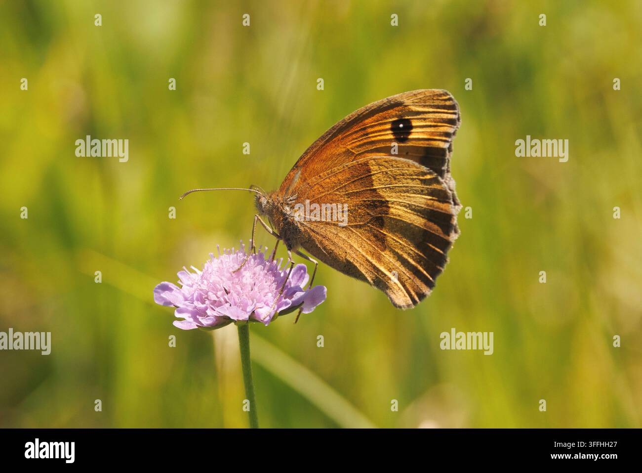 Mélancolée (Maniola jurtina, Epinephele jurtina), posée sur une scabieuse, Allemagne, Bavière, Staffelseemoor Banque D'Images