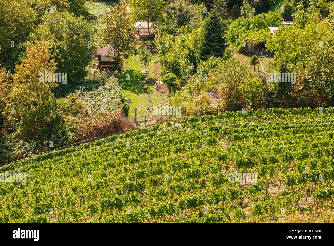 Rangs de vignes de raisins verts sur une colline pittoresque avec un paysage de campagne rurale, des arbres et de petites maisons Banque D'Images