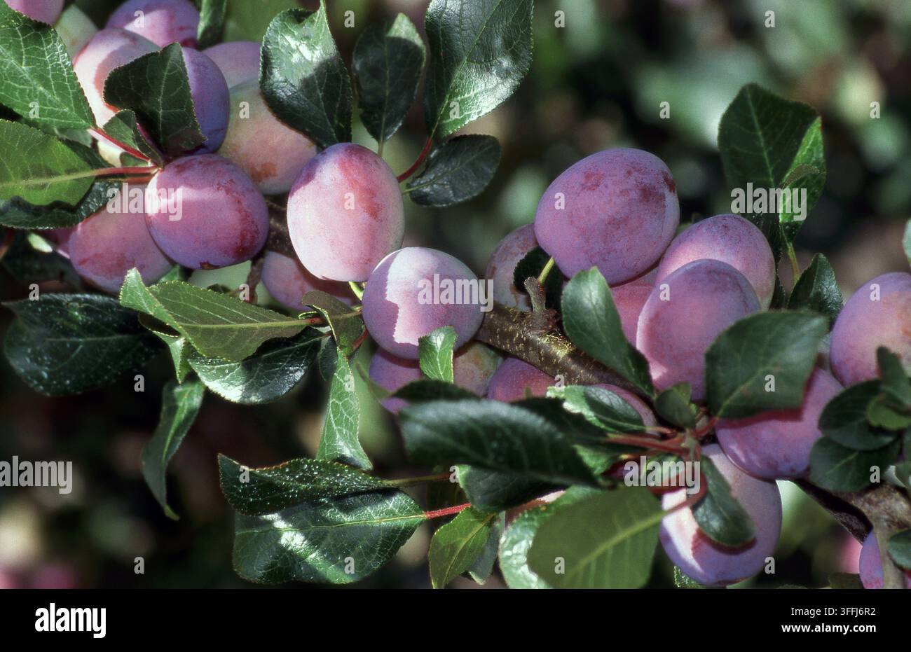 ABONDANCE DE PLUMS VIOLETS MÛRISSANT SUR UN POMMIER À PLUMS (PRUNUS DOMESTICA) EN AUSTRALIE. Banque D'Images