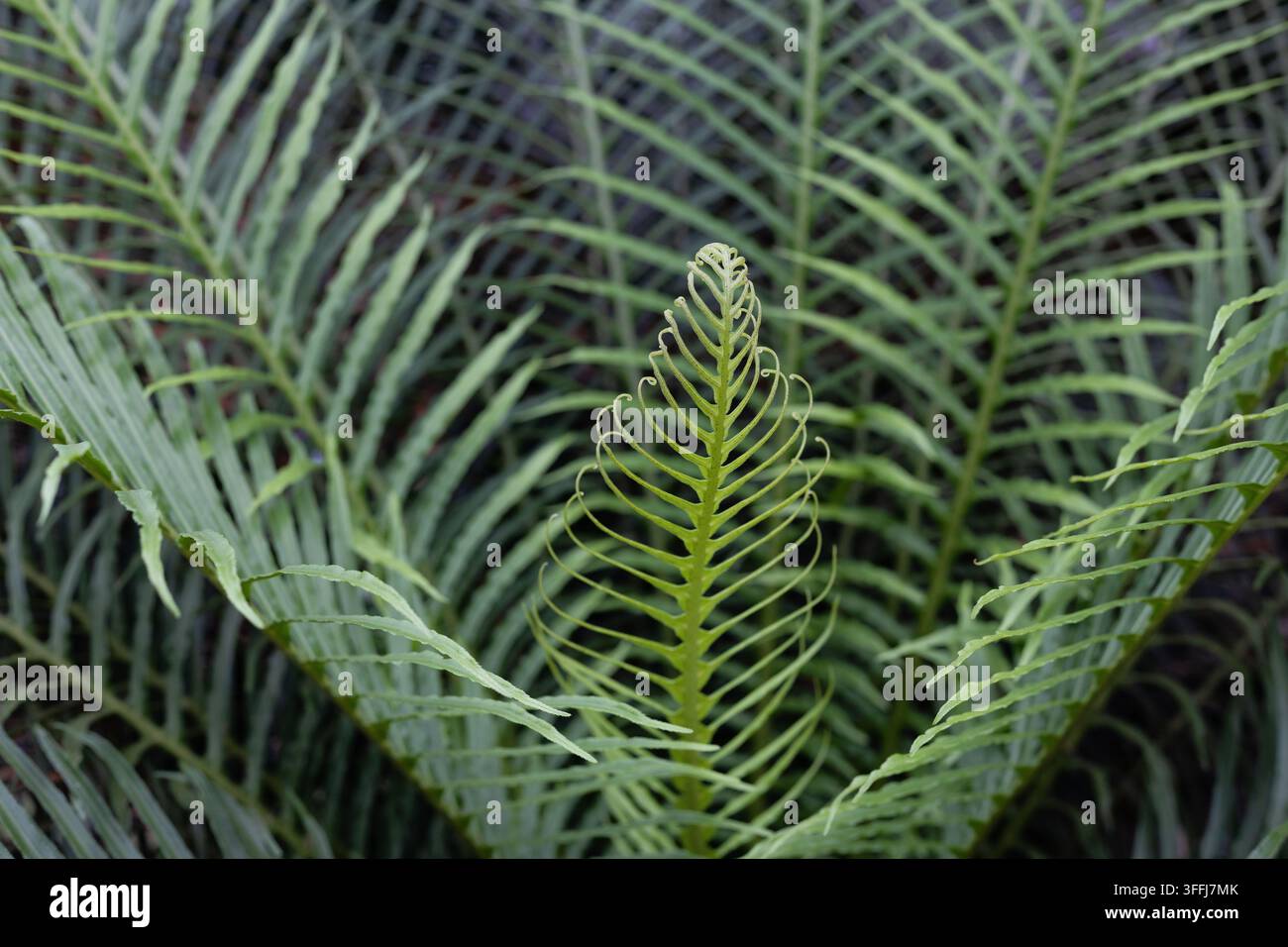 Blechnum gibbum - fougère arborée naine. Banque D'Images