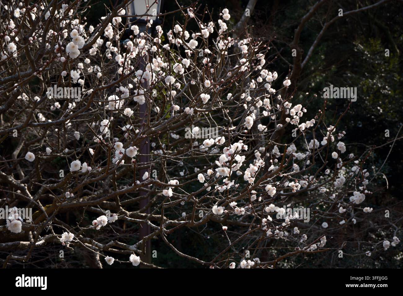 Photographie de pruniers japonais avec de nombreuses fleurs de cerisier blanches en fleurs sur leurs branches et d'autres arbres flous sur fond noir Banque D'Images