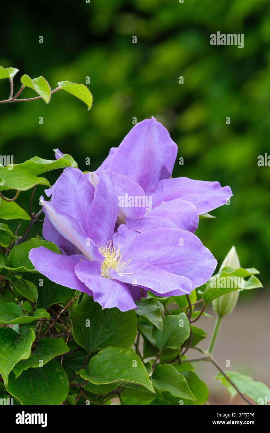 Clématite Diana's Delight, Clématite Evipo026, clématite à grande fleur précoce, série Boulevard, fleurs bleu lavande Banque D'Images