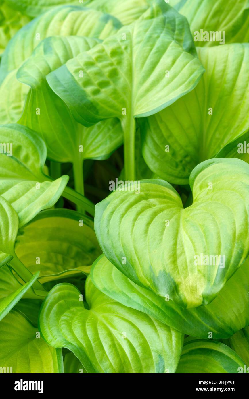 Hosta Stained Glass, lys plantain Stained Glass, les feuilles mates ont une bordure vert foncé irrégulière Banque D'Images
