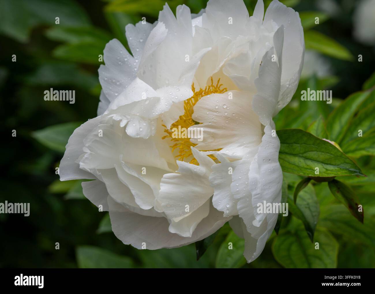 Paeonia lactiflora ‘Miss America’, une grande pivoine herbacée semi-doublée avec des pétales d’un blanc pur entourant un centre de étamines jaune doré proéminent Banque D'Images
